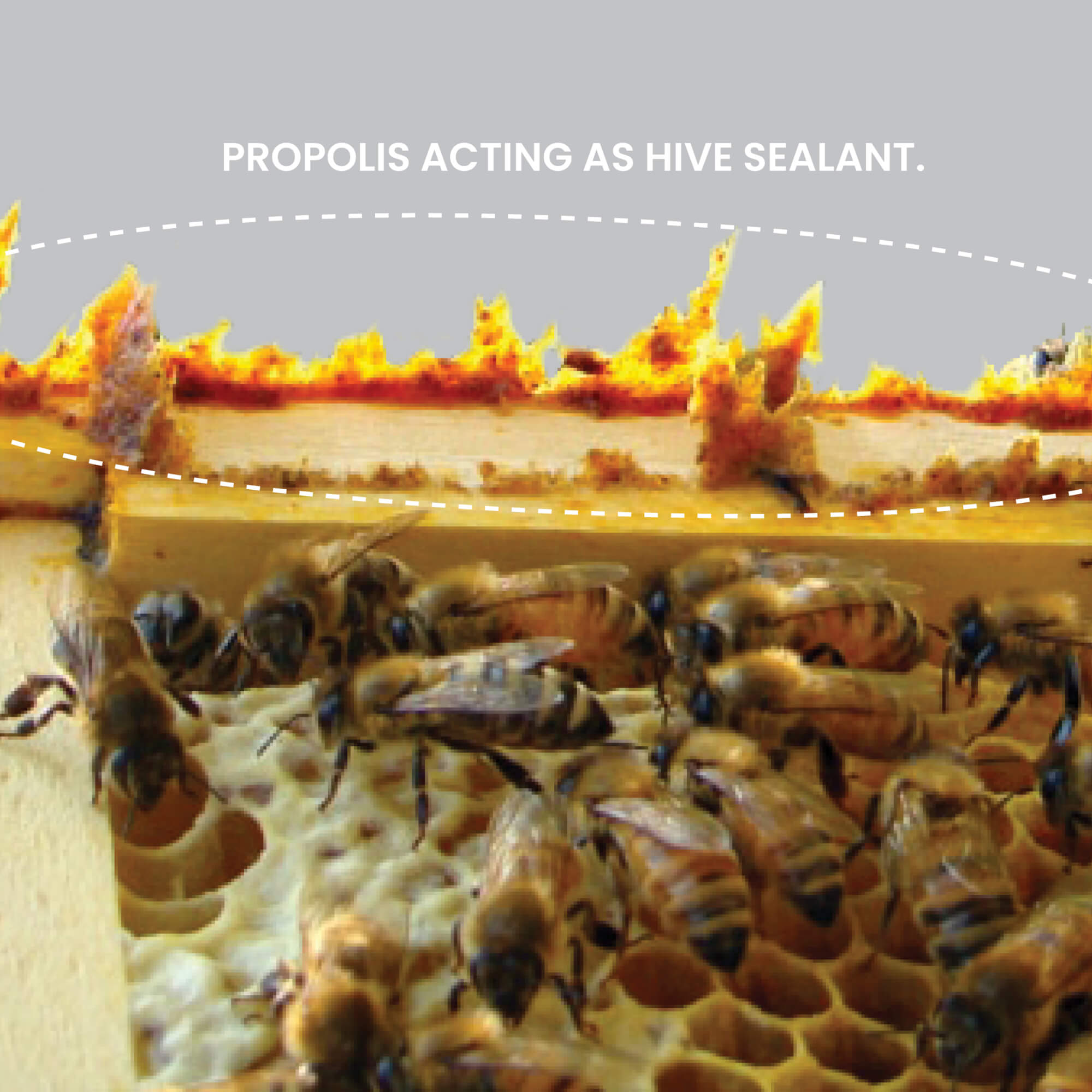 Bees on honeycomb with Avoca propolis acting as hive sealant.