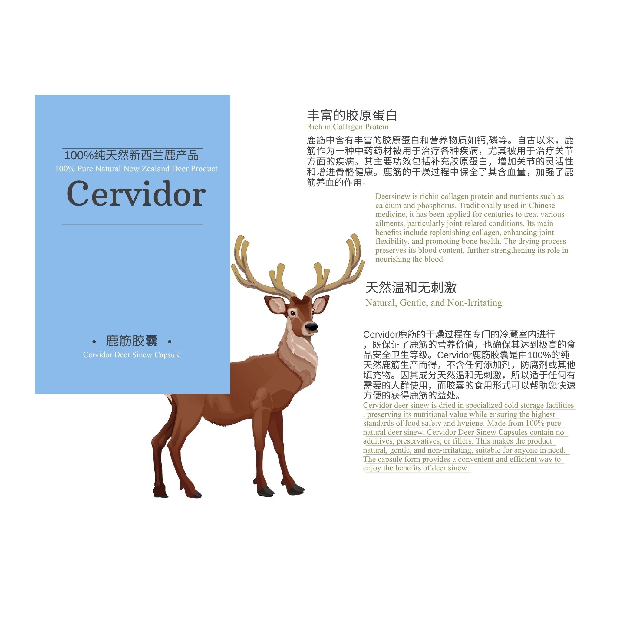 A product information card for Cervidor natural collagen capsules, featuring a blue and white package design with a brown reindeer illustration, accompanied by Chinese and English descriptive text on a light gray background.