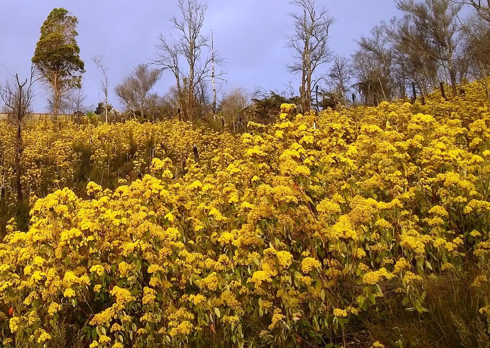 ŌKU Tea Kūmarahou / 15 tea bags