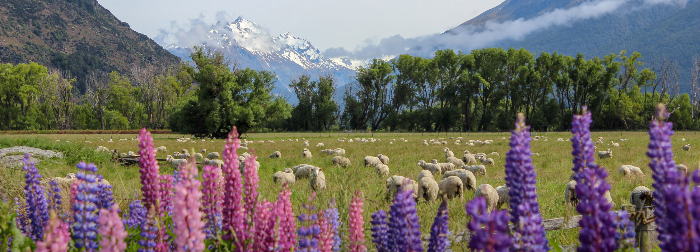 New Zealand Flower & Fruit Collection