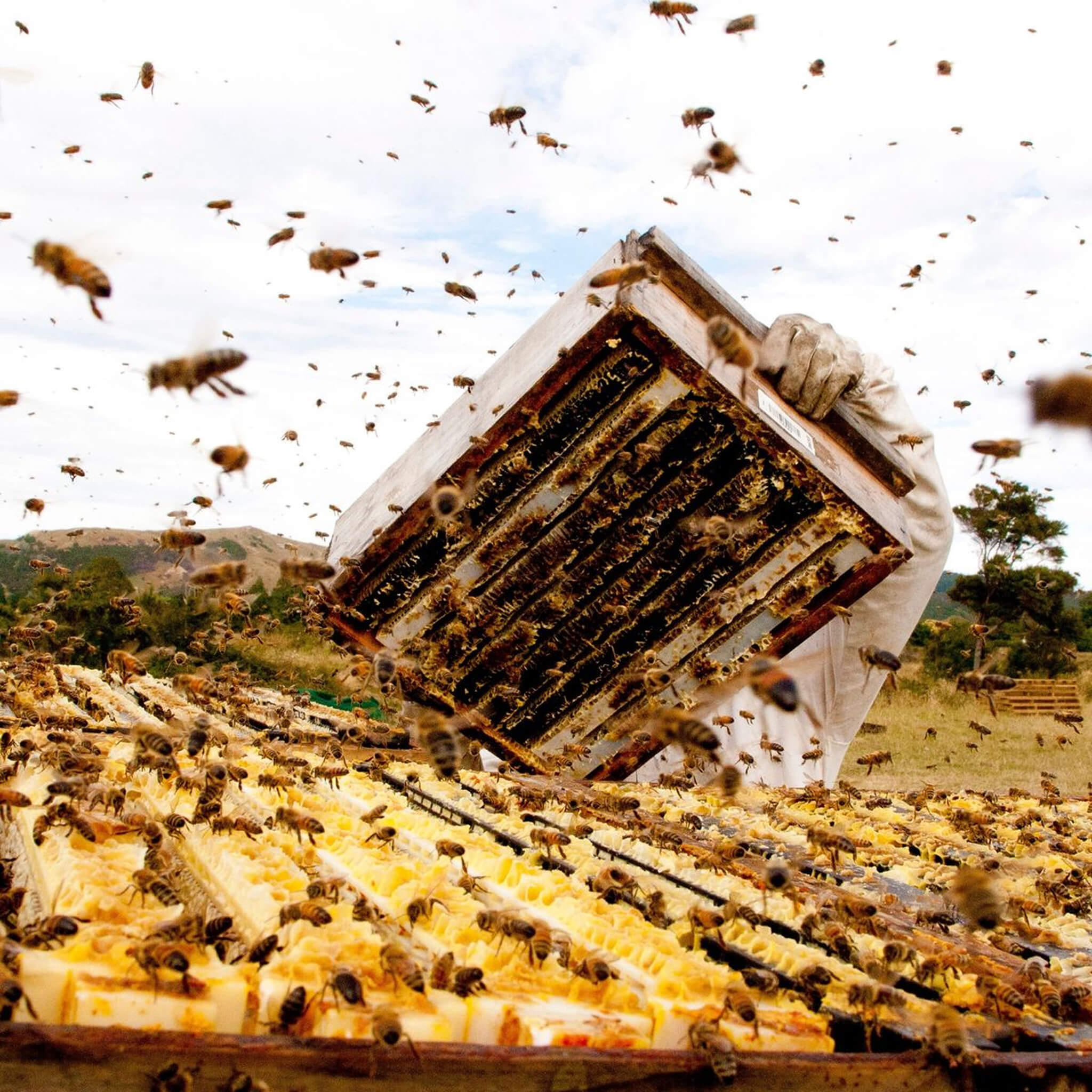 Hive with bees swarming around it in an outdoor setting