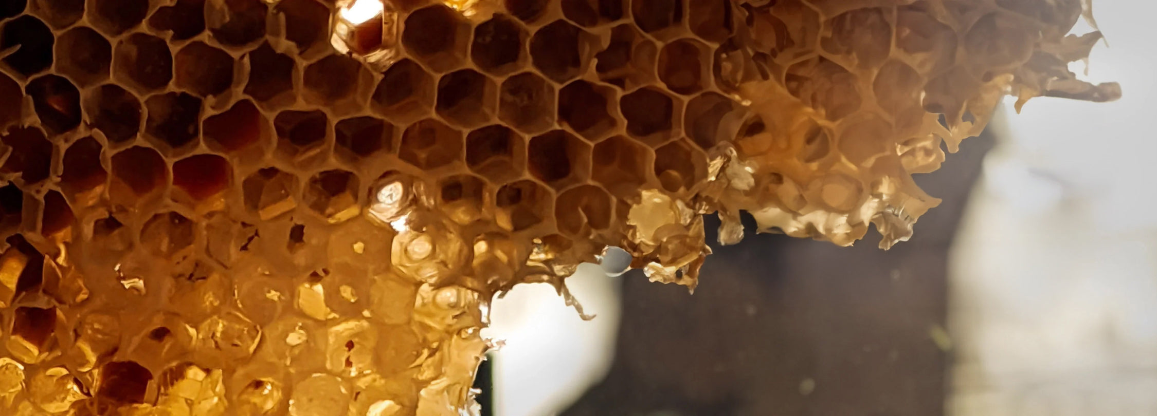 Wild Ferns Manuka Honey