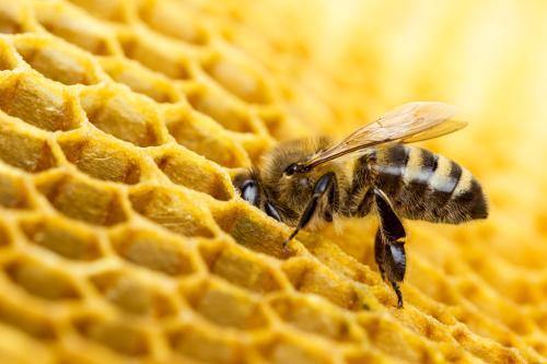 Health Benefits of Propolis - What is Propolis And Why Should We Be Taking It? - Aotea Wellness