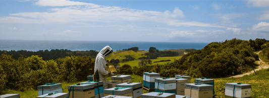 How to Use Manuka Honey As a Natural Burn Balm - Aotea Wellness