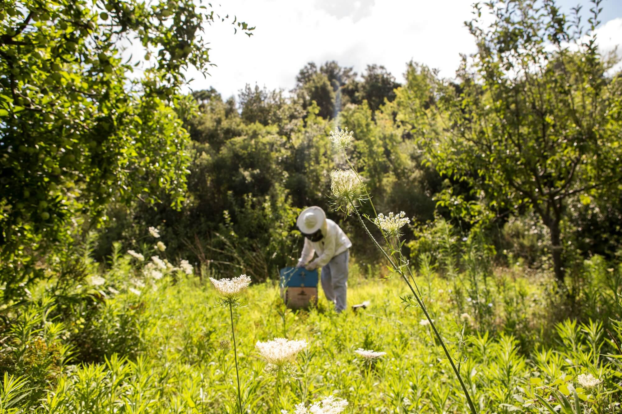 Inside the Life of a Kiwi Beekeeper: Meet Chris from Northland