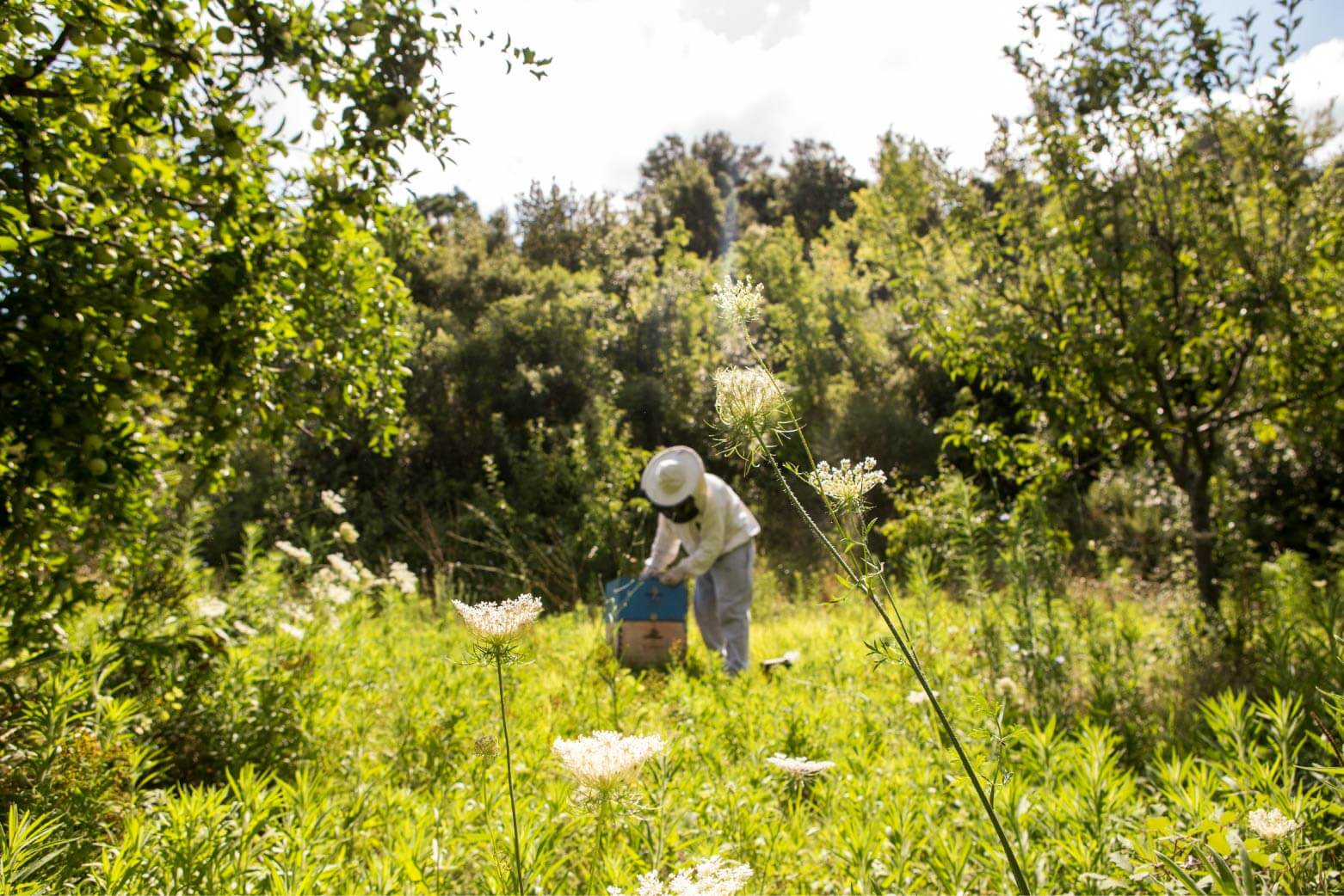 An interview with Avoca beekeeper Chris Reti in Northland, New Zealand - Aotea Wellness