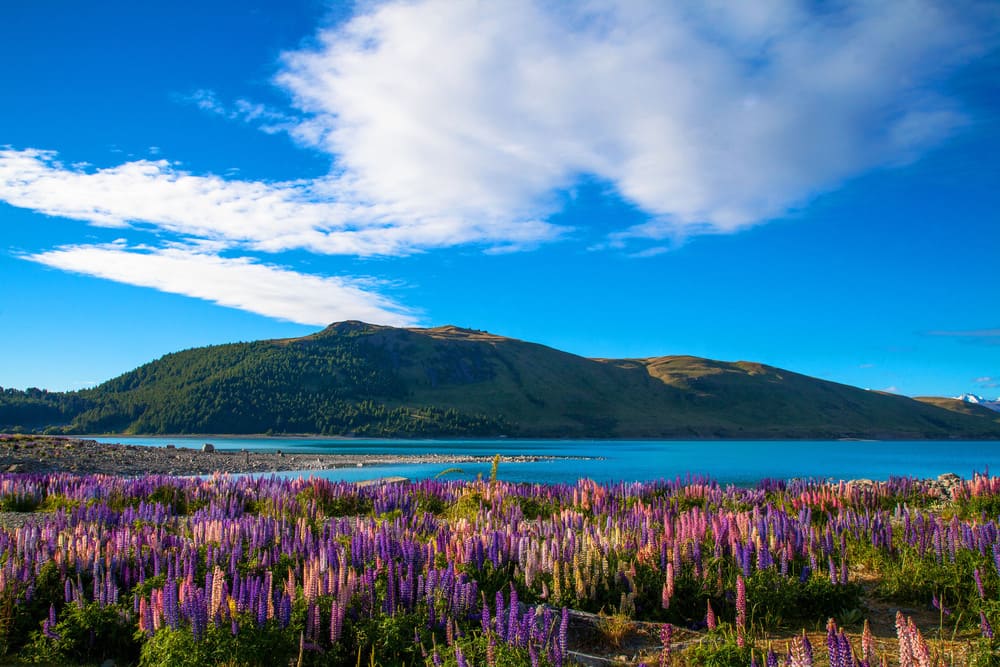Where Did Tekapo’s Lupins Go? The Surprising Truth Behind Their Disappearance