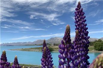 Disappearing Lupins in Tekapo - Aotea Wellness