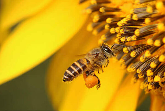 Bee Pollen