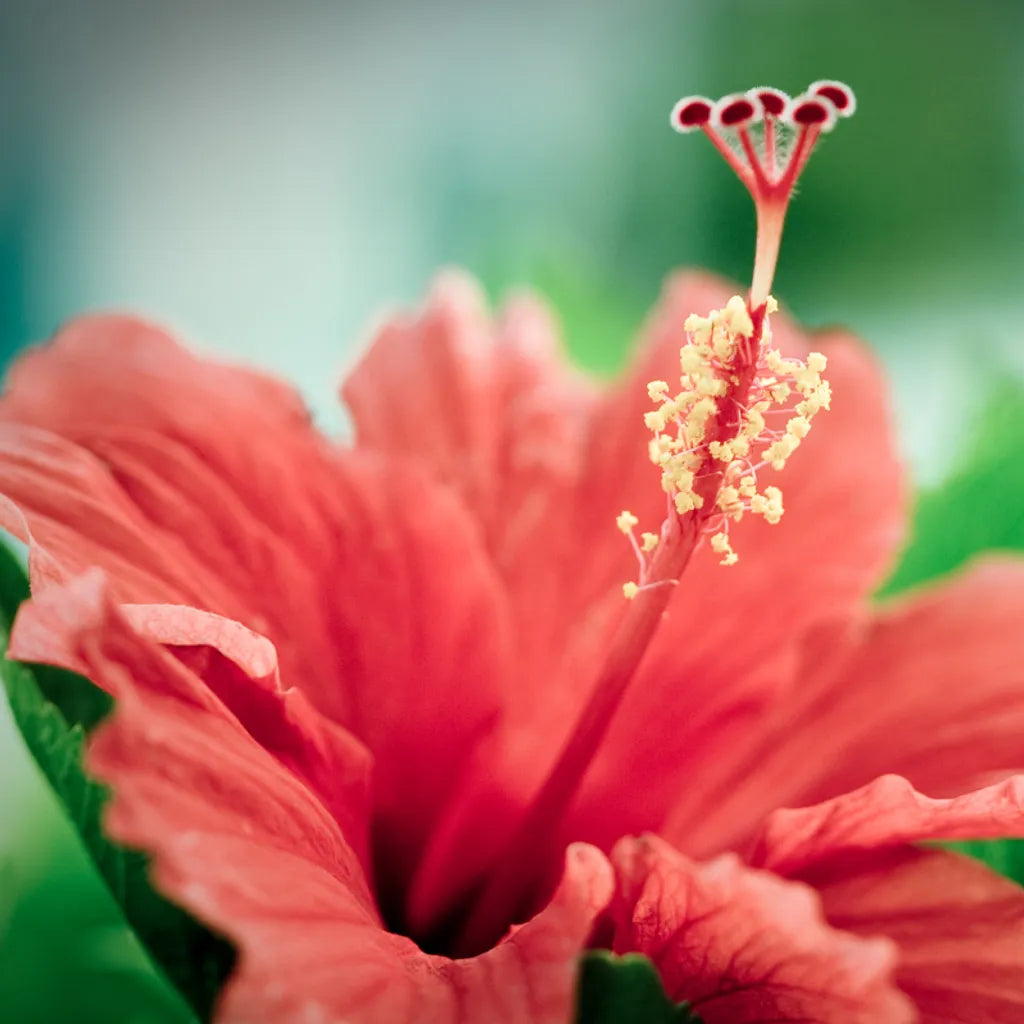 Antipodes Nirvana ingredints flower