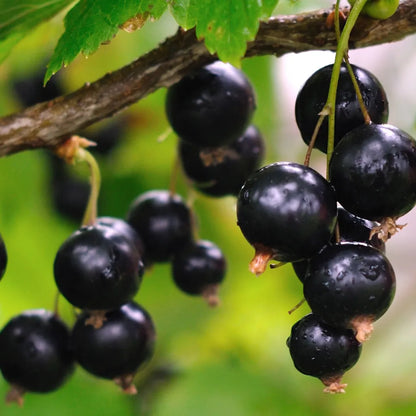 Antipodes Nirvana Ingredients fruit blackcurrant