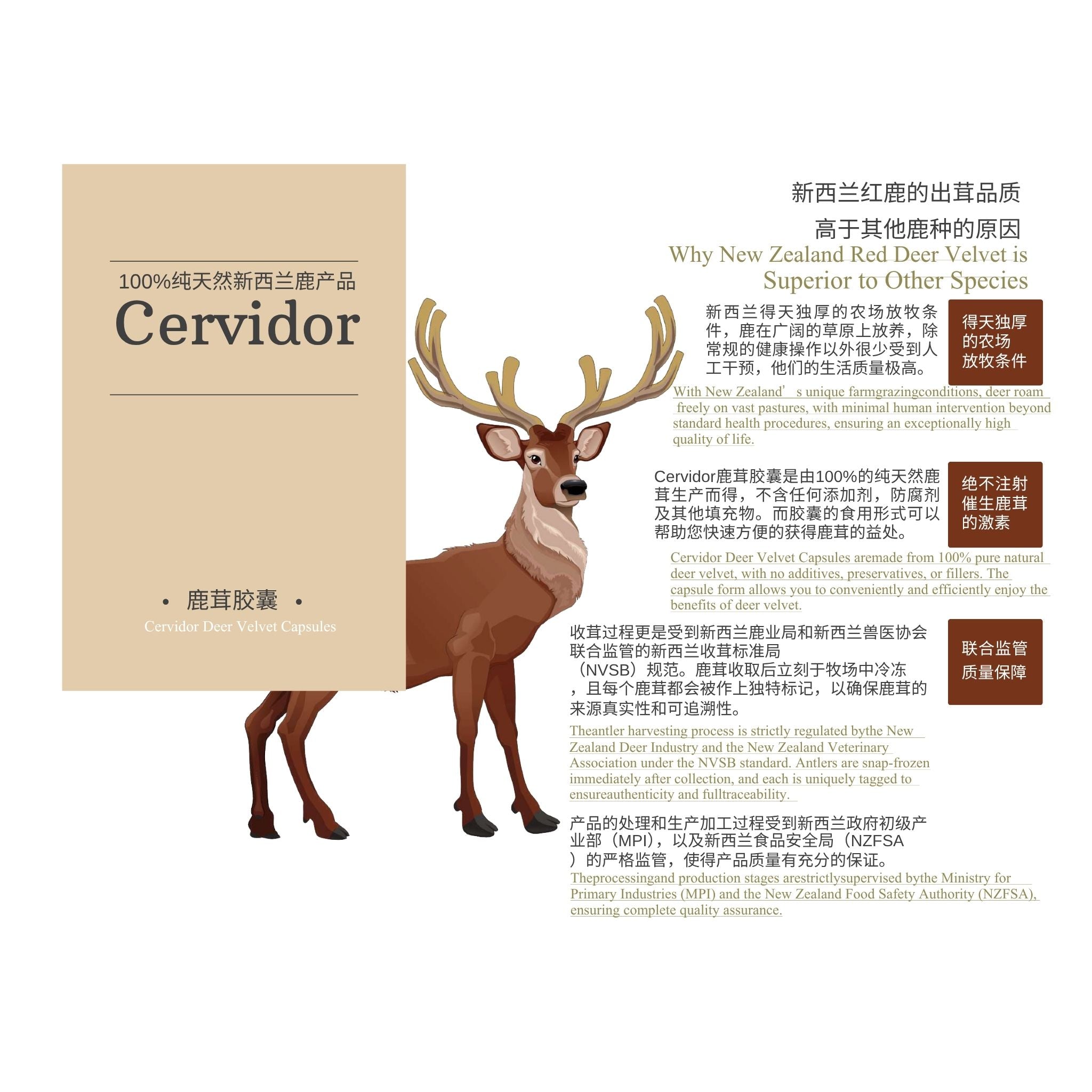 A product information card for Cervidor New Zealand Red Deer Velvet capsules, featuring a tan header with the brand name 'Cervidor' and a large illustration of a red deer. The right side contains English and Chinese text explaining the product's natural ingredients and quality standards.