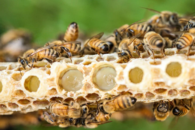 Honey comb and bees with green background