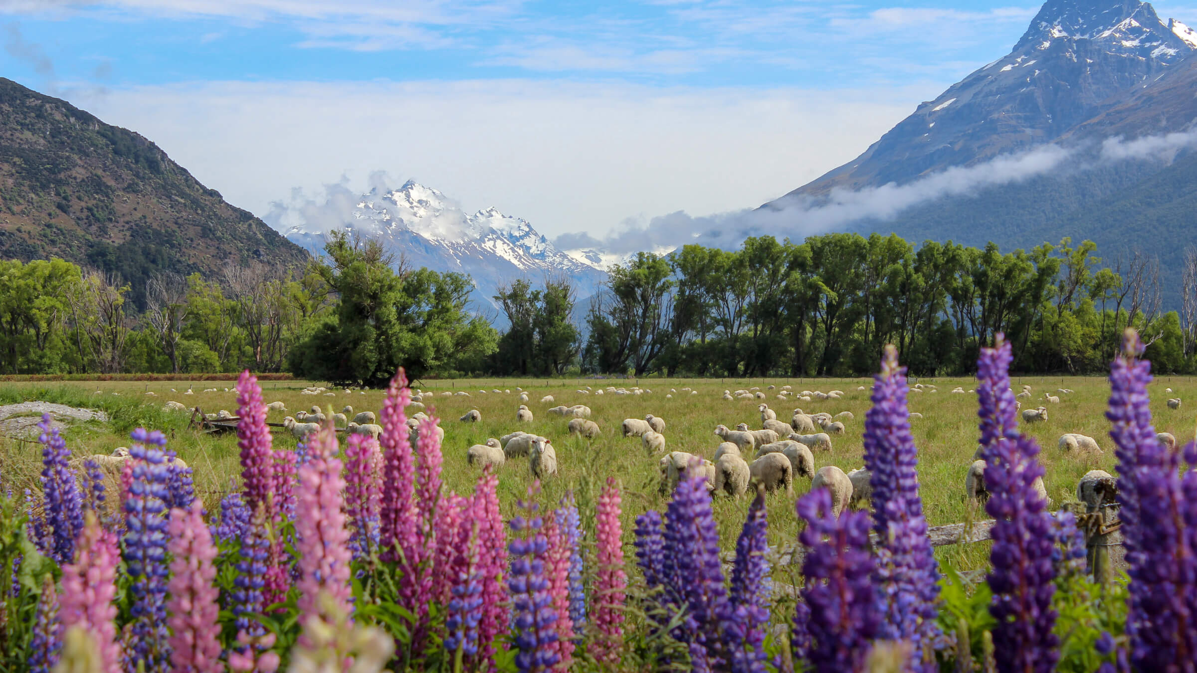 New Zealand Flower & Fruit Collection